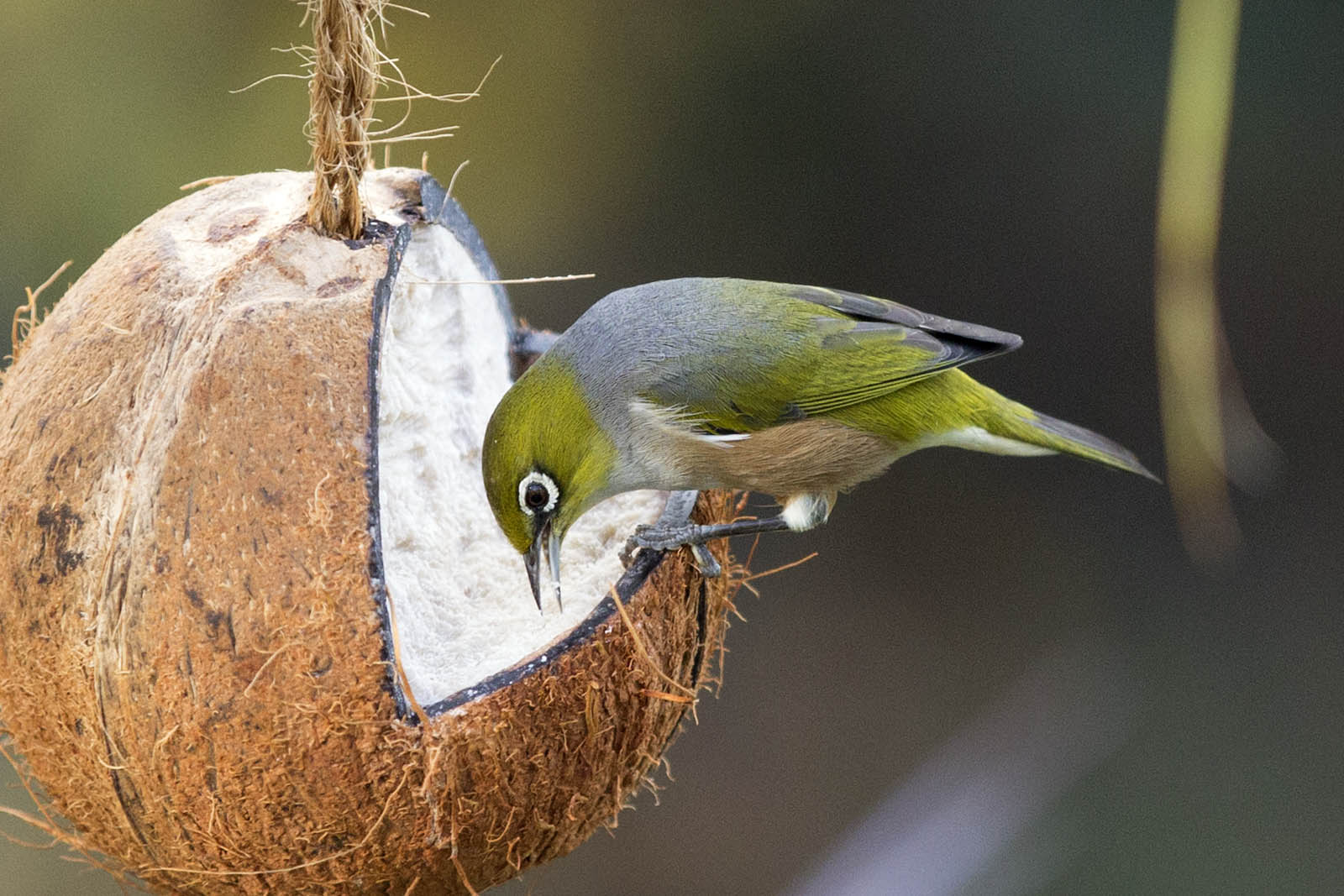 Waxeye