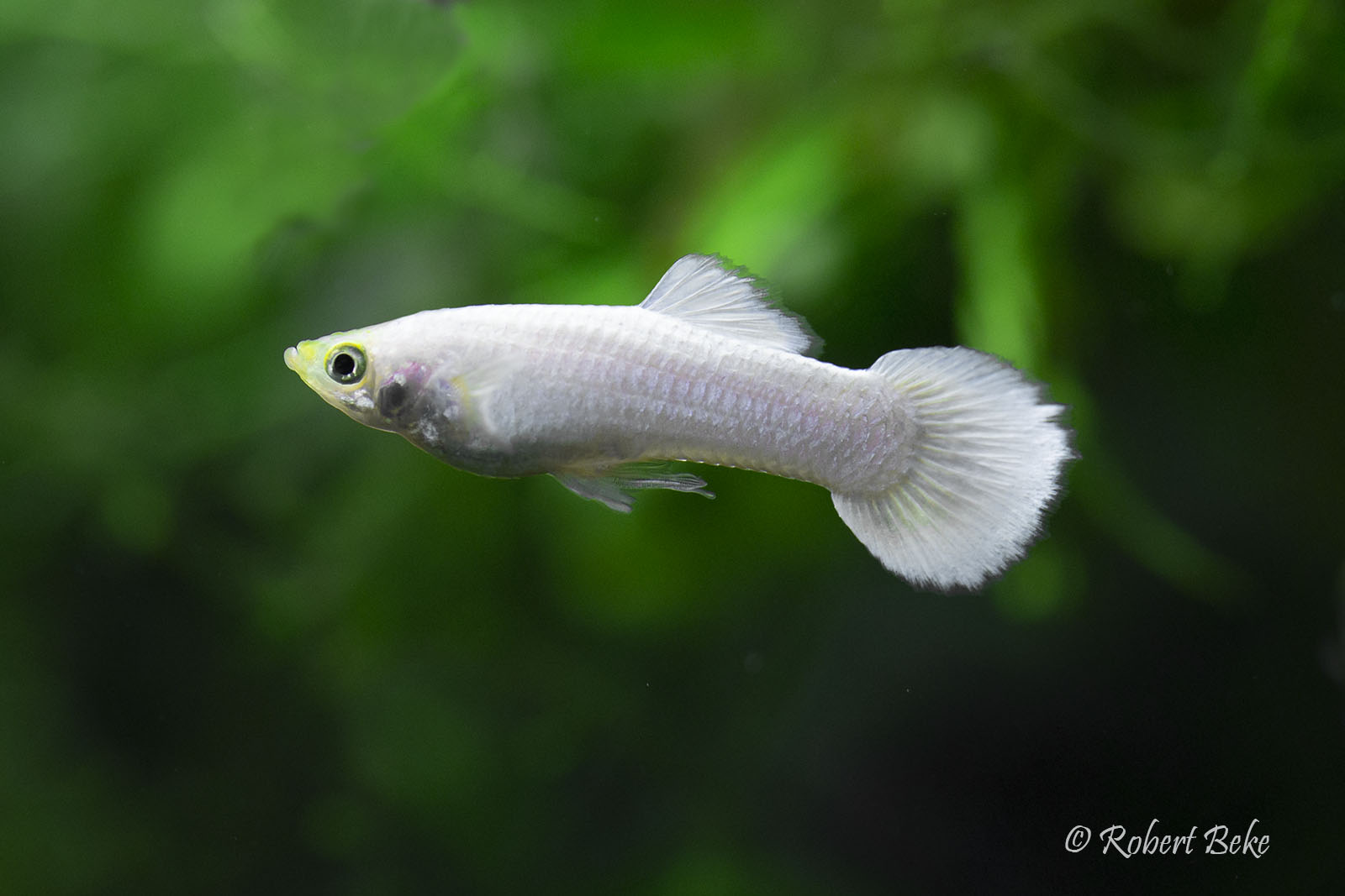 White Platinum Guppy