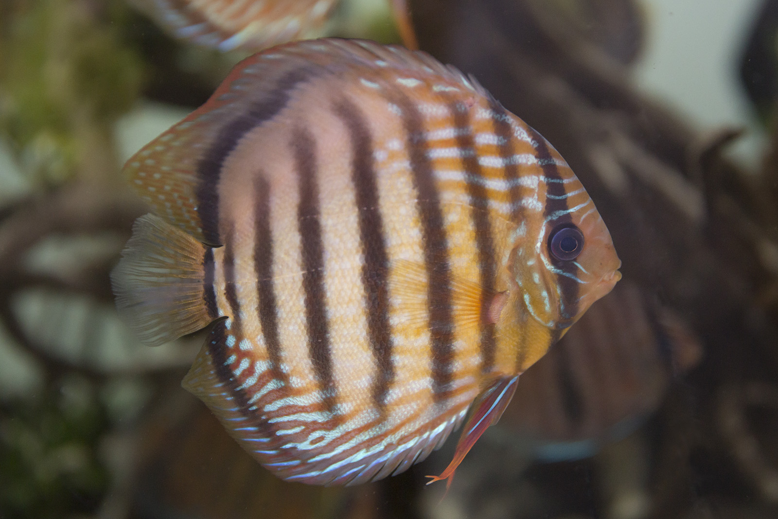 Wild discus