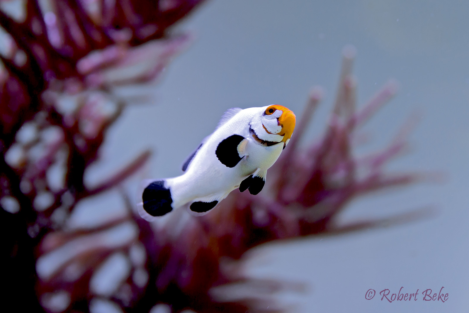 Wyoming White Clownfish