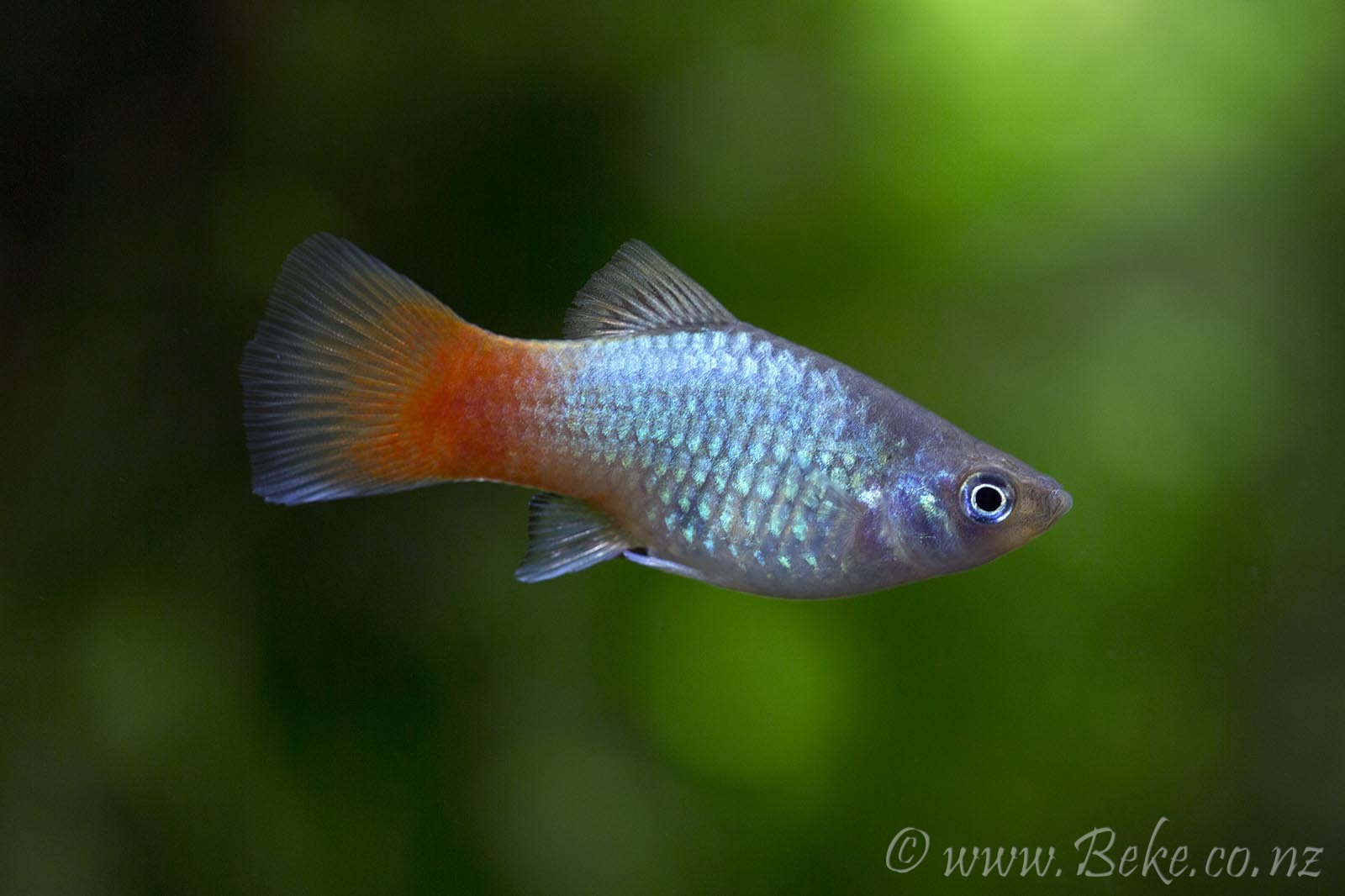 Xiphophorus maculatus