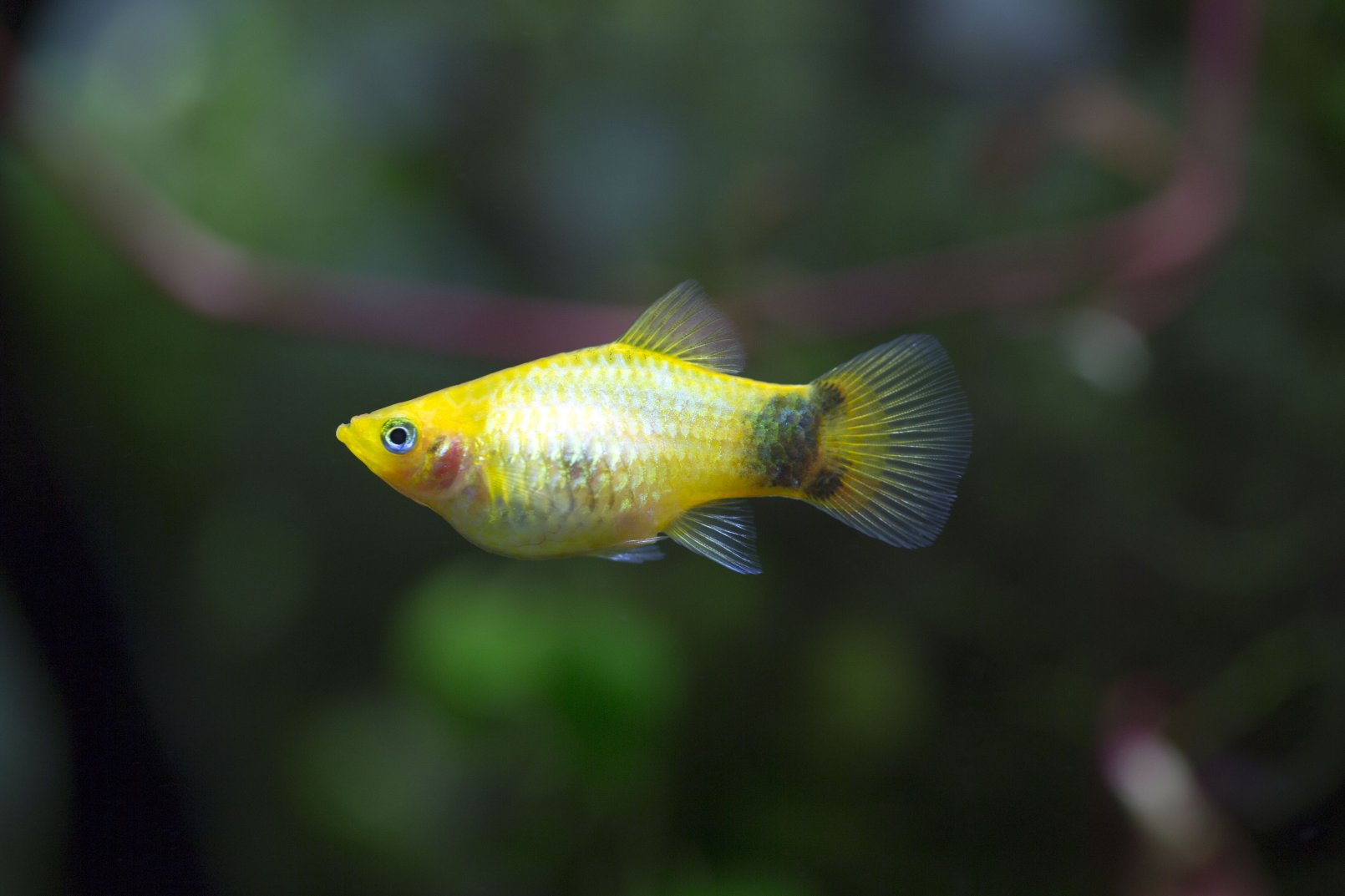 Xiphophorus maculatus