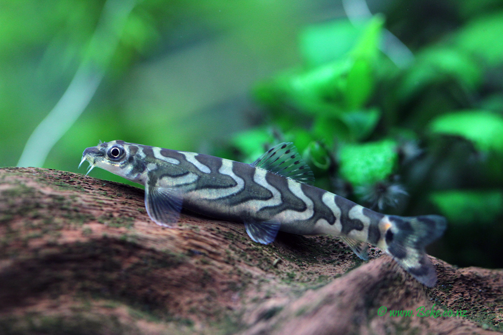 Zodiac Loach