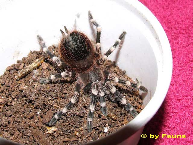 geniculata1.jpg