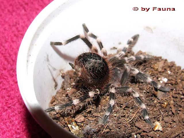 geniculata2.jpg