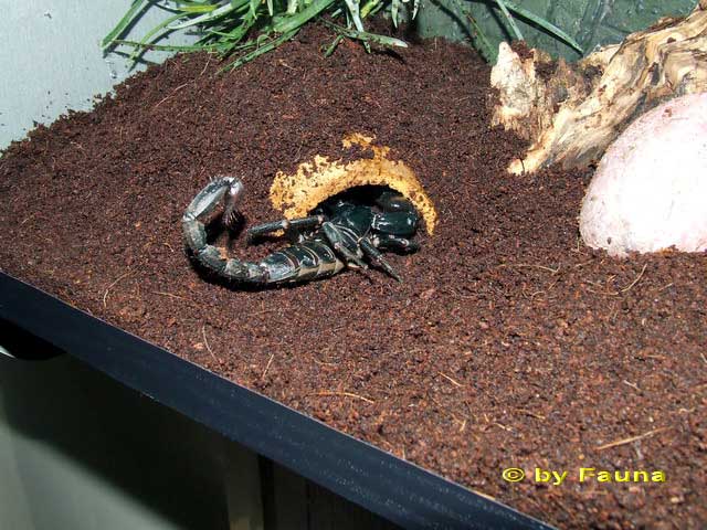 skorpion3.jpg